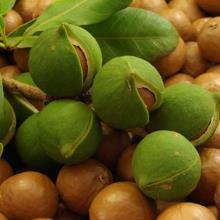 Масло Макадамии /Macadamia Nut Oil Unrefined/ нерафинированное